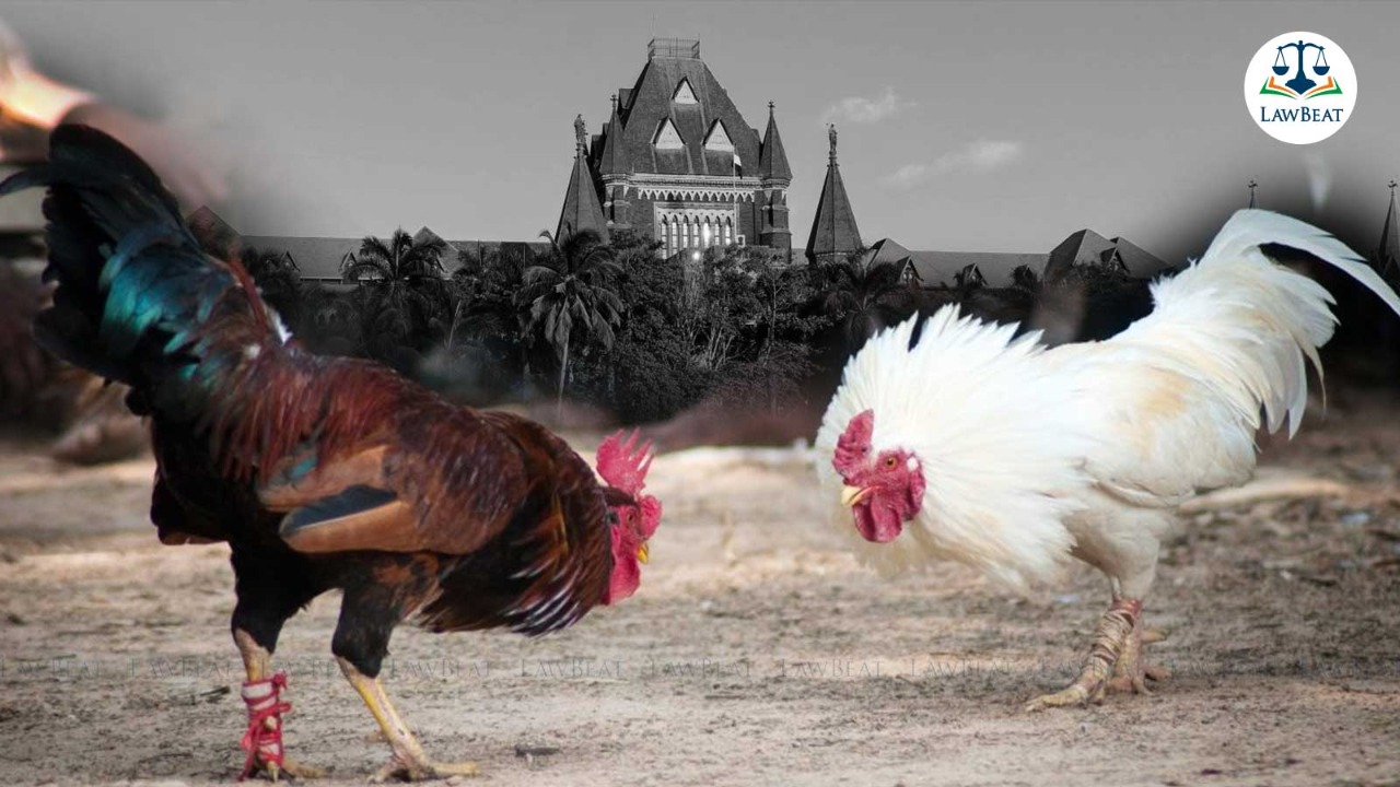 Bombay HC Dismisses PIL Seeking Permission To Restart Cockfighting As Traditional Sport Bombay HC Dismisses PIL Seeking Permission To Restart Cockfighting As Traditional Sport